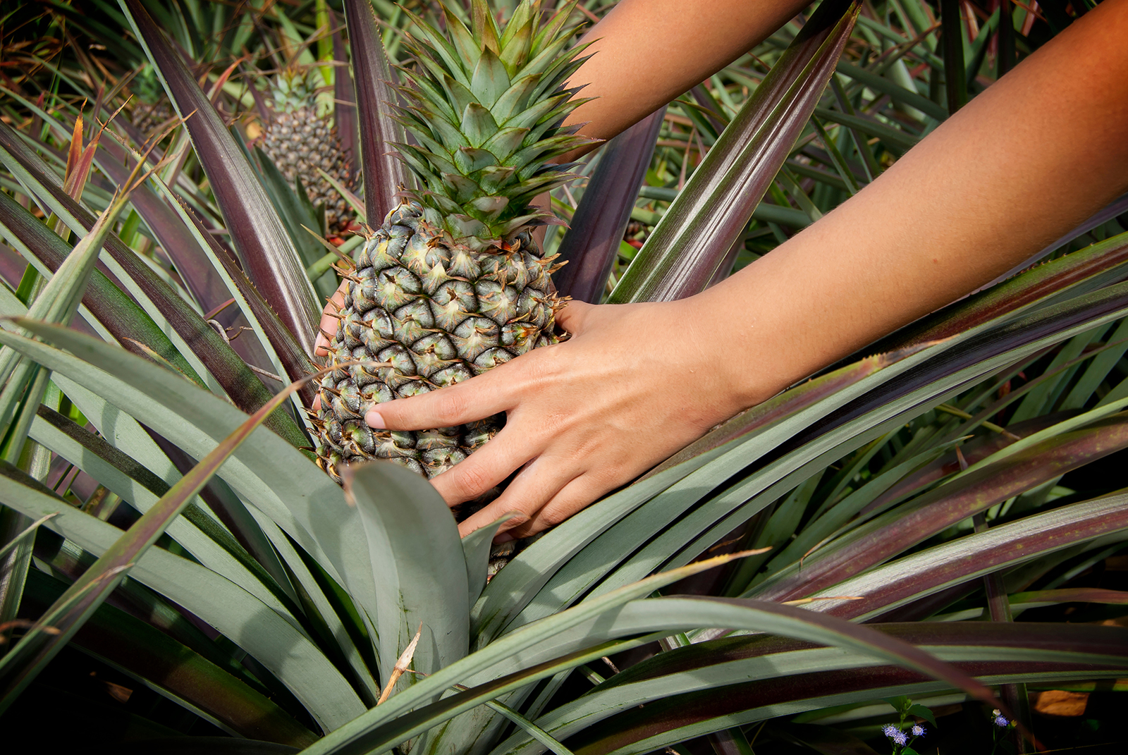 pineapple tropical fruit